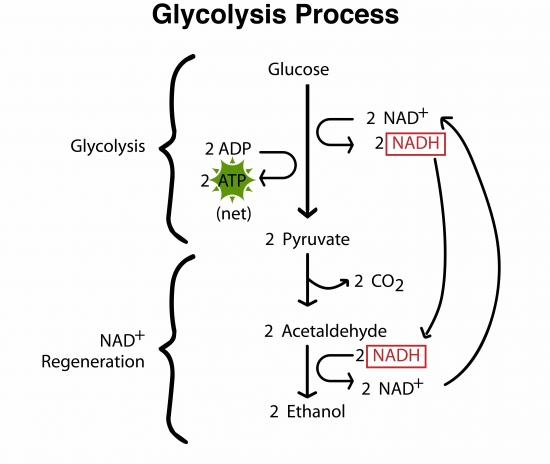 Engineering an Enzymatic Process for Paper Waste Management - BioConverse